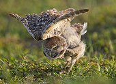 Young Burrowing Owl stretching wings - Florida USA