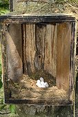 Wryneck nesting in a birdhouse - France