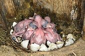 Wryneck chicks - France
