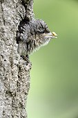 Wryneck Chick ready for takeoff - France