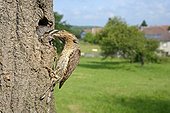 Wryneck feeding its youngs in nest - France