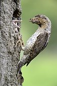 Wryneck feeding its youngs in nest - France
