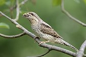 Wryneck with larva for its youngs - France