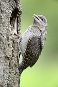 Wryneck Chick leaving the nest - France