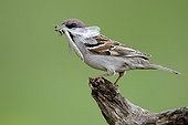Eurasian Tree Sparrow catching a dragonfly