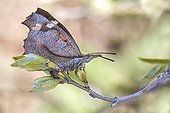 Nettle-tree Butterfly - Serra da Enciña da Lastra  Spain