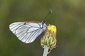 Black-veined White on a flower - Serra do Courel Spain