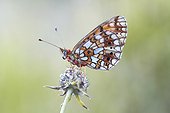 Small Pearl-bordered Fritillary - Serra do Courel Spain