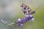 Small Pearl-bordered Fritillary  - Serra do Courel Spain