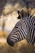 Portrait of mountain zebra in Africa