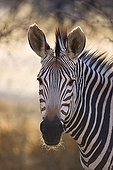 Portrait of mountain zebra in Africa