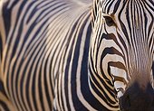 Portrait of mountain zebra in Africa