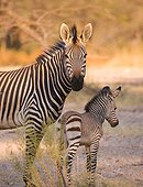 Mountain zebra with her foal in Africa
