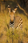 Mountain zebra foal in Africa