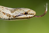 Portrait of a Smooth Snake tongue out - Alsace France