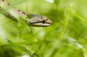 Smooth Snake in vegetation - Alsace France