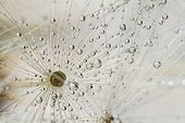 Drops on achene pappus feathery dandelion - France 