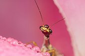 Snakefly emerging from a Rose after rain - Provence France 