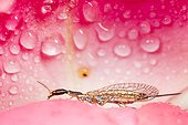 Snakefly in a Rose after rain - Provence France 