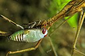 Water Stick Insect catching a Water Strider - Prairie Fouzon
