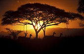Antelopes in the savannah at sunset -  Tanzania