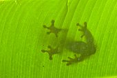 Frog on a leaf in the forest - Sarapiqui Costa Rica