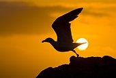 Backed Gull flying at dusk - Saltee Islands Ireland