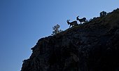 Walia ibex in the Simien Mountains - Ethiopia