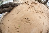Traces of European Beaver on the bank - France