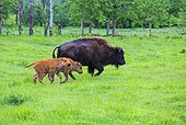 America Bison female and calves in grass - Elk Island Canada