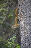 American Red Squirrel on a trunk - Jasper NP  Canada