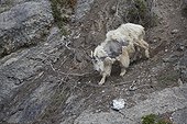 Mountain Goat moulting - PN Jasper Canada 