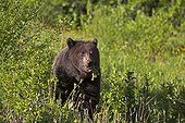 Grizzly eating dandelions - Jasper NP Canada