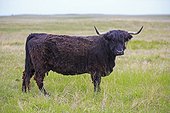 Black Highland Cow - Alberta Canada 