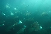 Mobula rays in a large shoal in murky plankton filled water