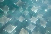 Mobula rays in a large shoal in murky plankton filled water