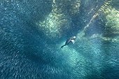 Brandt's Cormorant chasing fish - Pacific Ocean