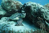 Hawksbill turtle in the reef