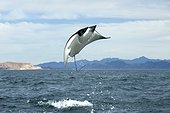 Mobula Ray leaping out of the water - Pacific Ocean