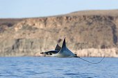 Mobula Ray leaping out of the water - Pacific Ocean