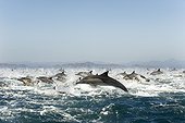 Common Dolphins fleeing attack by Killer Whales