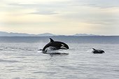 Killer Whale attacking and chasing a bottlenose dolphin