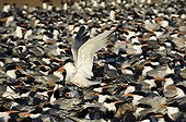 Nesting Elegant Terns crowd together in large numbers