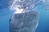 Whaleshark gulps down water - West Papua