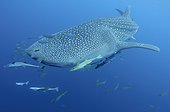 Whaleshark and remoras - West Papua