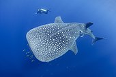 A diver watches a Whaleshark   - West Papua