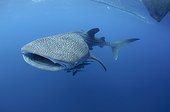 Whaleshark swims below a bagan fishing boat - West Papua