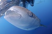 Whaleshark swims below a bagan fishing boat - West Papua
