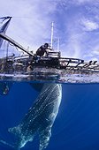 Whaleshark swims below a bagan fishing boat - West Papua