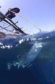 Whaleshark swims below a bagan fishing boat - West Papua ; Fishermen feed and watch a whaleshark
